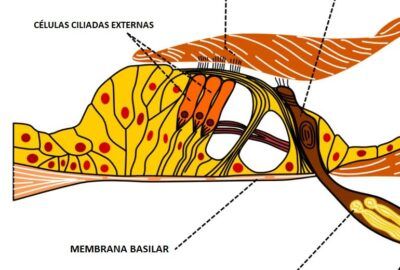 Organo de Corti