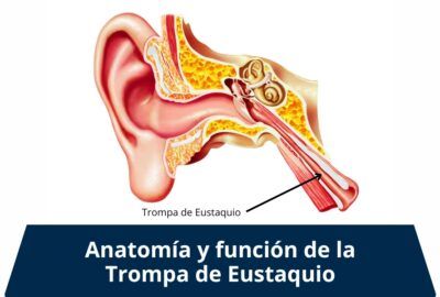 Trompa de Eustaquio