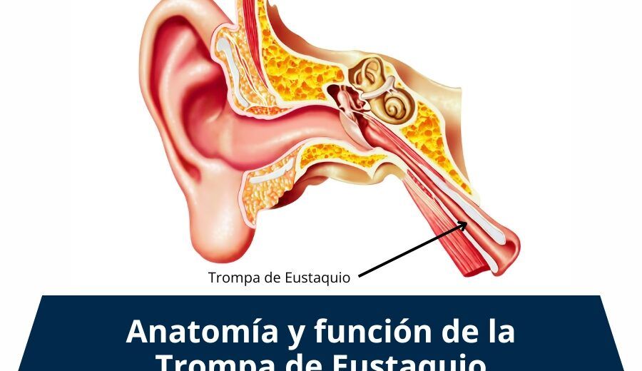 Trompa de Eustaquio